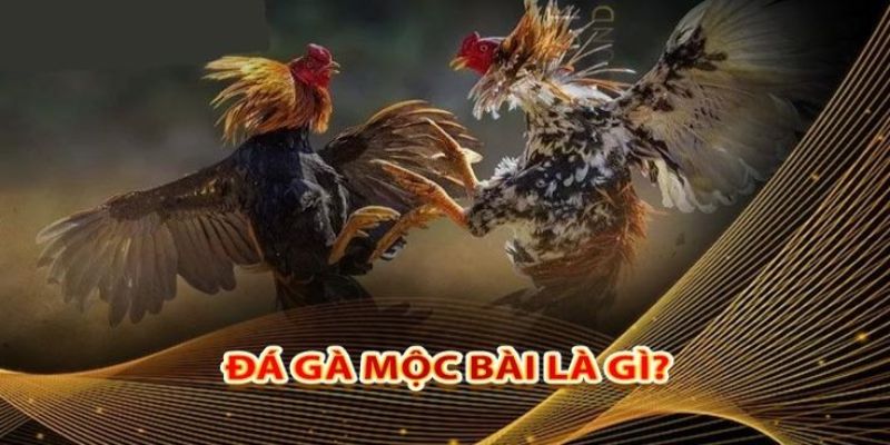 Khám phá đá gà Mộc Bài hấp dẫn