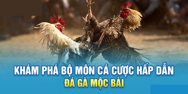 Lý do nên tham gia đá gà Mộc Bài tại For88