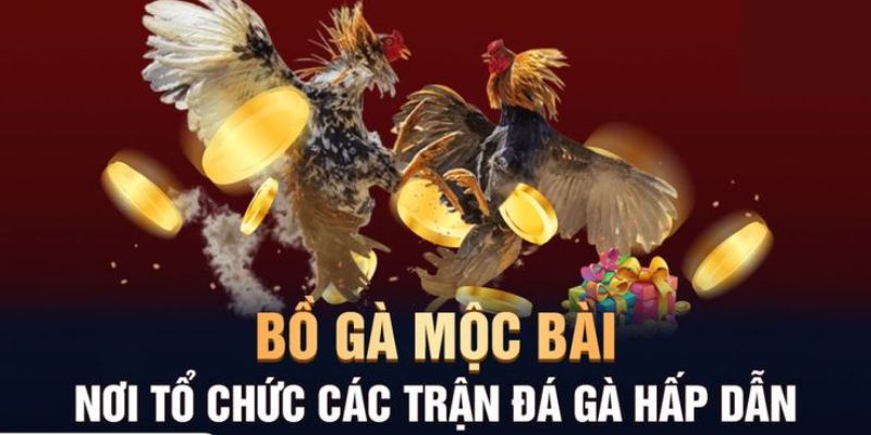 Các hình thức chọi gà tại đấu trường Mộc Bài